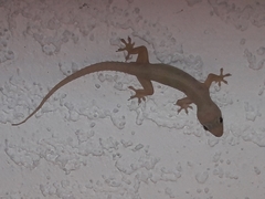 Hemidactylus