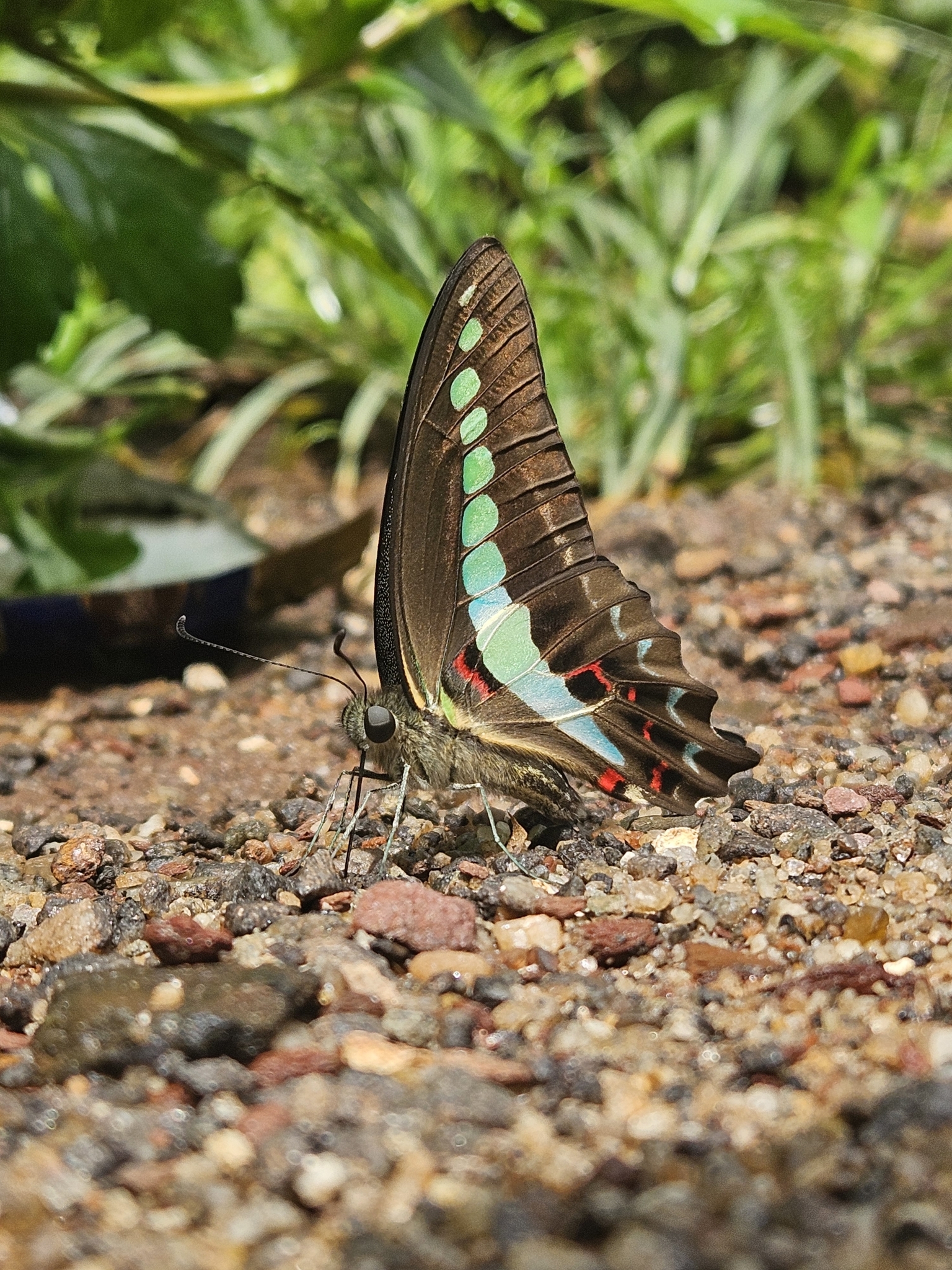 Narrow-Banded Bluebottle