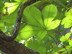 Aesculus turbinata