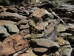 Camissonia parvula