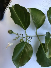 Jasminum marianum