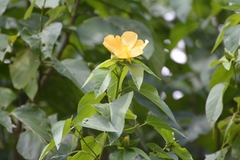 Dendrosida sharpiana