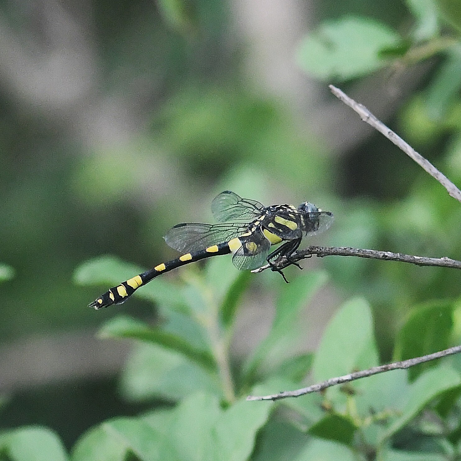 Indian Common Clubtail