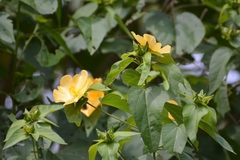 Dendrosida sharpiana