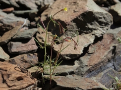 Camissonia parvula