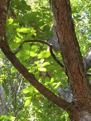 Aesculus turbinata