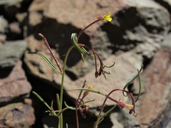 Camissonia parvula