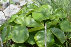 Pseudobombax palmeri