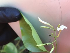 Jasminum marianum