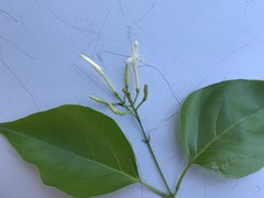Jasminum marianum