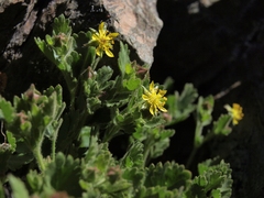 Ivesia saxosa