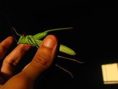 Neoconocephalus robustus