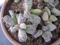 Adromischus cooperi