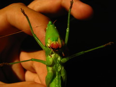 Neoconocephalus robustus