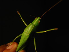 Neoconocephalus robustus