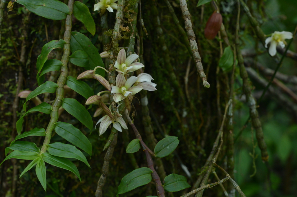 Dendrobium chameleon Ames 4