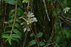 Dendrobium chameleon