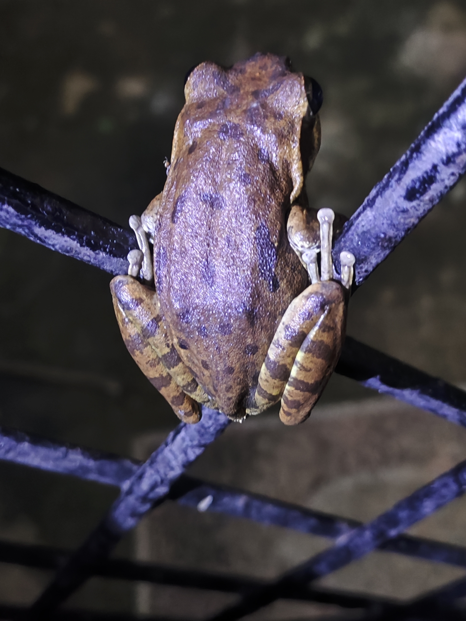 Big-Headed Whipping Frog