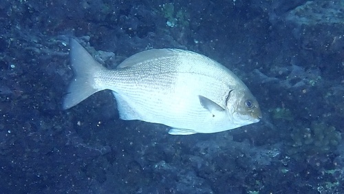 Kyphosus hawaiiensis observed 2025-07-03