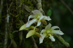 Dendrobium chameleon