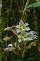 Dendrobium chameleon
