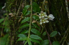 Dendrobium chameleon