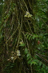 Dendrobium chameleon