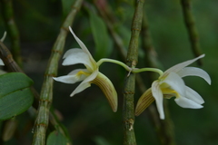Dendrobium chameleon