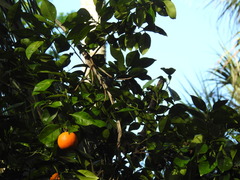 Citrus × aurantium