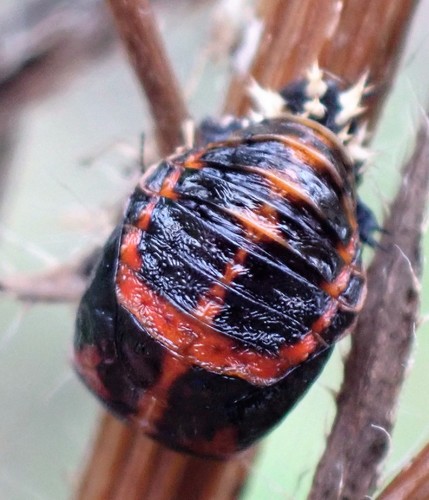 Asian Lady Beetle photographed in Michigan