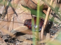 Eurycotis floridana