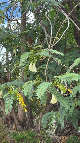 Sesbania grandiflora observed 2025-06-14