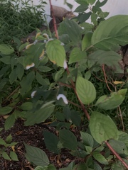 Macremphytus tarsatus