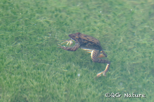 Yunkwei Plateau Frog, Nidirana pleuraden
