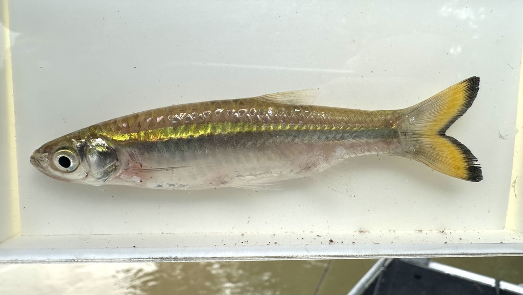 Pale Rasbora