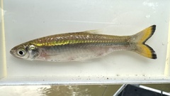 Pale Rasbora photo 1