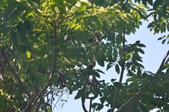 Cedrela salvadorensis