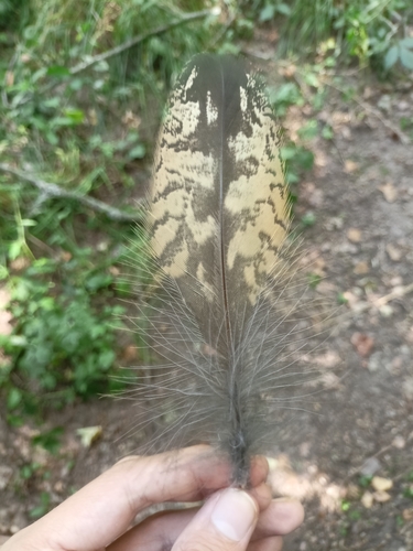 View observation of {o.common_name} on iNaturalist