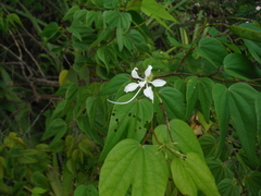Bauhinia divaricata