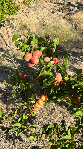 apricot