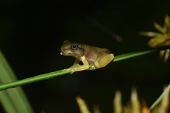 Dendropsophus microcephalus