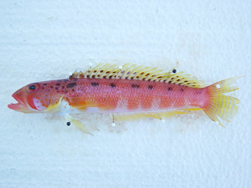 Somali sandperch (Parapercis somaliensis) — Pinguipedidae