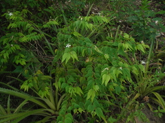 Bauhinia divaricata