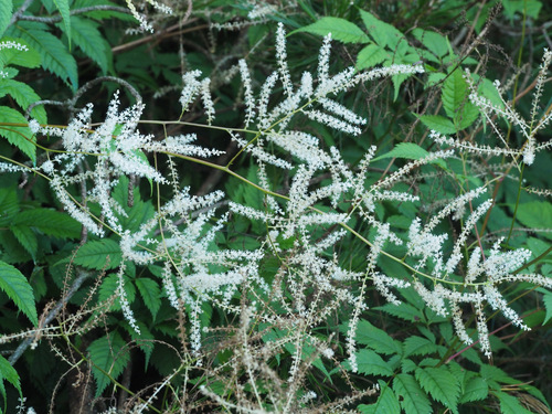 Astilbe rivularis observed 2025-06-26