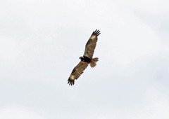 Hamirostra melanosternon