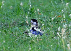 Platycercus venustus