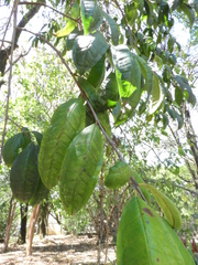 Eugenia leitonii