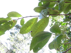Eugenia leitonii