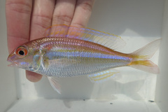 Red Filament Threadfin Bream photo 1