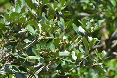 Ternstroemia tepezapote